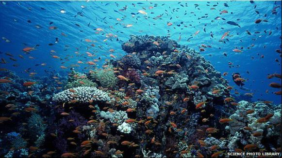 coral