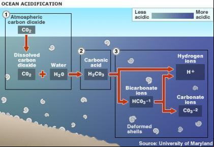 acidificação dos oceanos