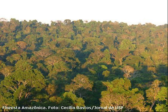 floresta amazônica