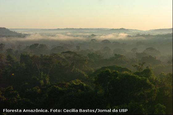 floresta amazônica
