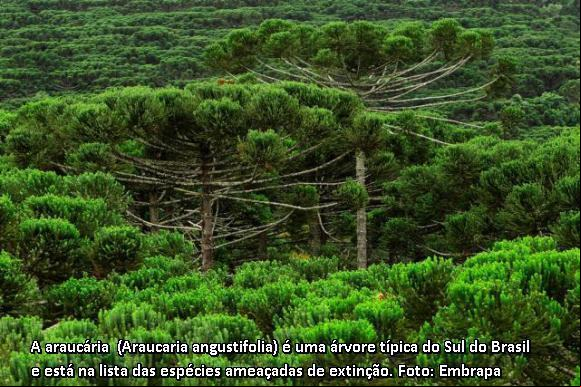 araucária
