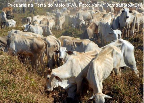 pecuária