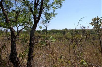 Cerrado