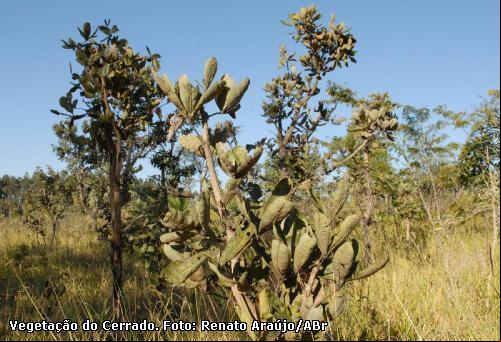 Cerrado