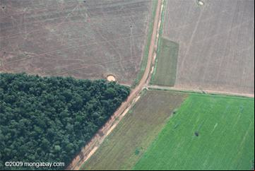 agricultura x desmatamento